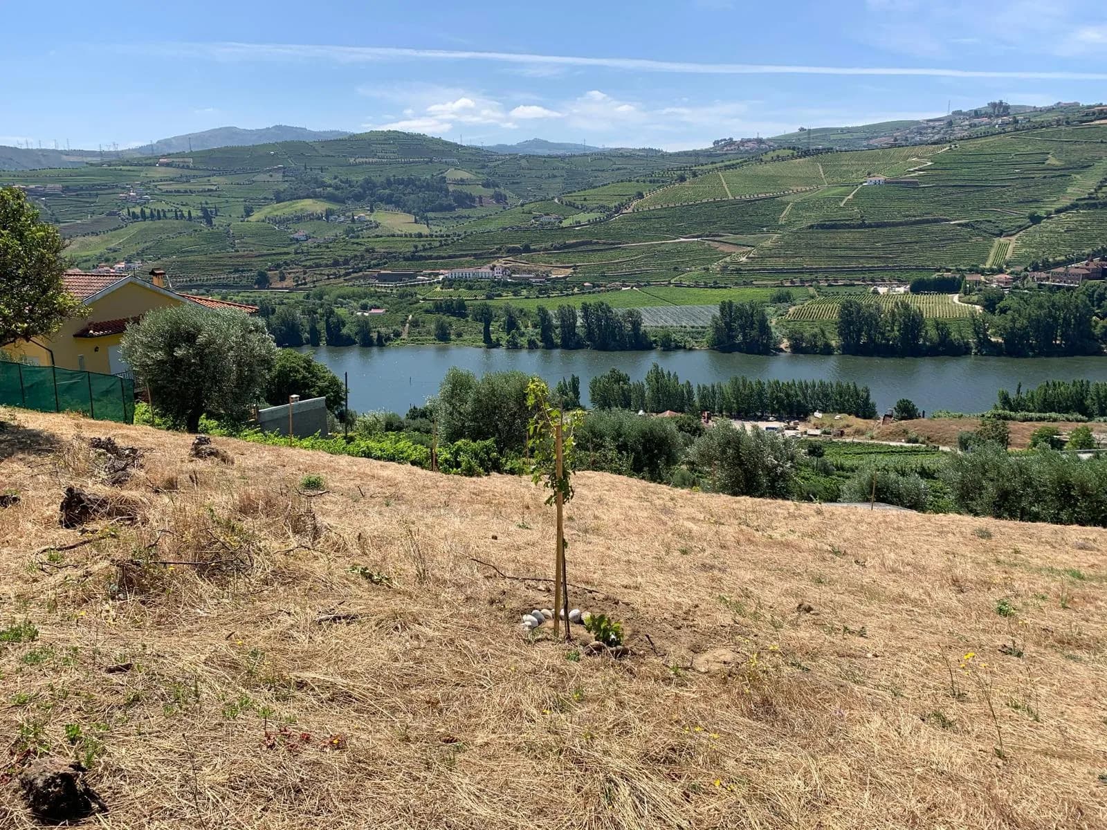 Villa Douro | Terreno exclusivo com projeto aprovado e vista panorâmica sobre o vale do Douro thumbnail 2